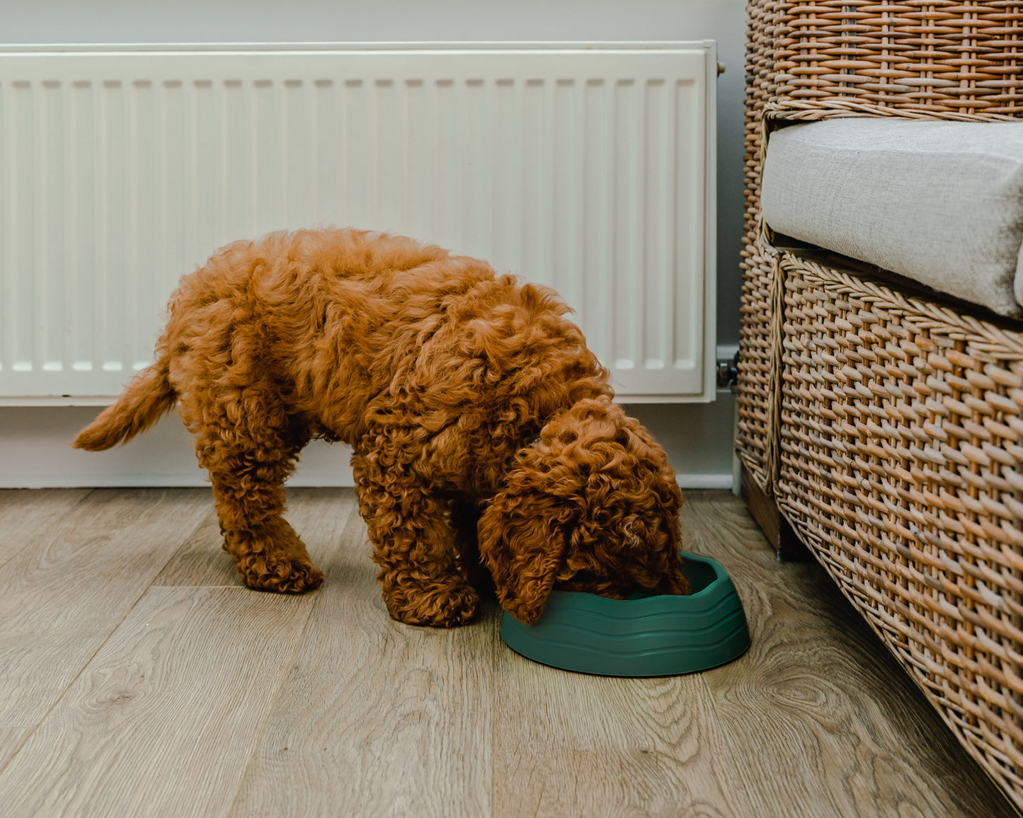 Recycled Ocean Plastic Dog Bowl